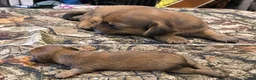 Miniature Dachshund dogs for sale: Bonita  - Ad 1