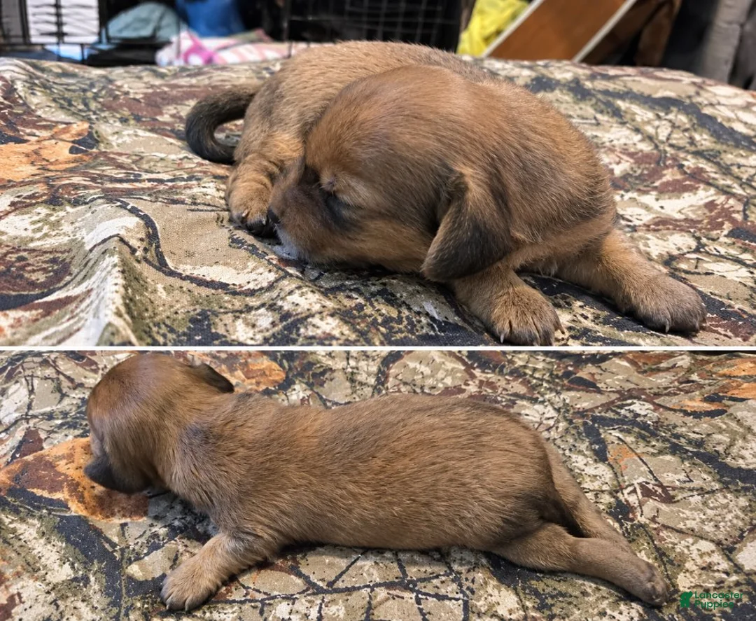 Miniature Dachshund dogs for sale: Bonita  - Ad 1