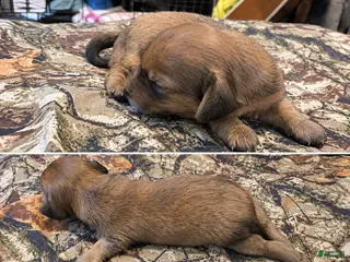 Miniature Dachshund dogs Bonita - Ad 9