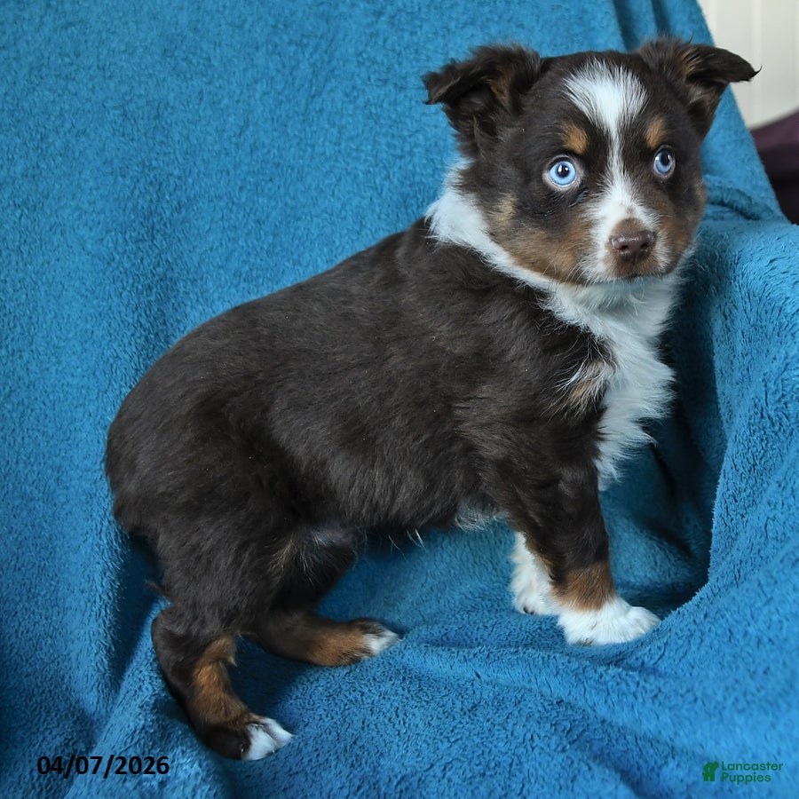 Miniature Australian Shepherd dogs Patrick redtri - Ad 2