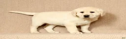 Labrador Retriever dogs for sale: Lucy - Ad 3