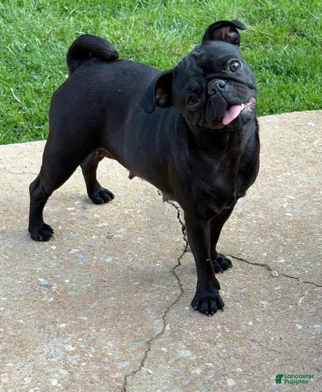 Pug dogs for sale: Elphaba - Ad 5