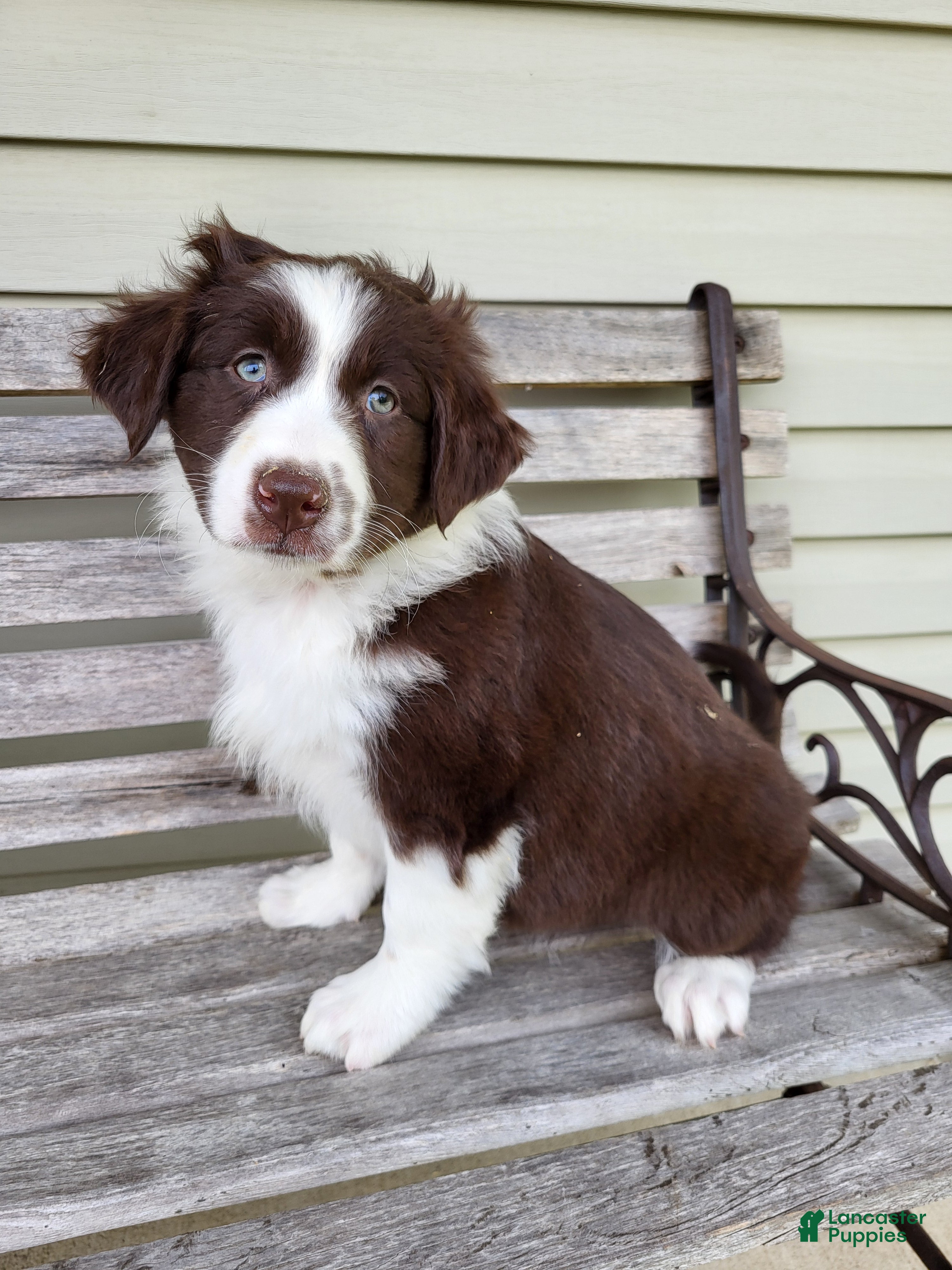 Australian Shepherd dogs Judy - Ad 2