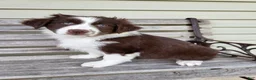 Australian Shepherd dogs for sale: Judy - Ad 1