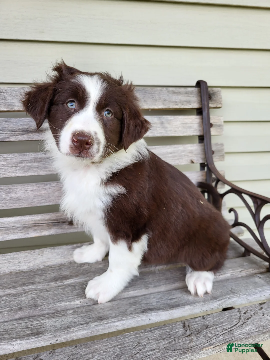 Australian Shepherd dogs for sale: Judy - Ad 1