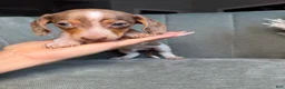 Dachshund dogs for sale: Eeyore - Ad 3