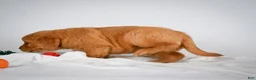 Golden Retriever dogs for sale: Romeo - Ad 15