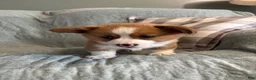 Welsh Corgi Pembroke dogs for sale: Welsh Corgi Pembroke 1 - Ad 5
