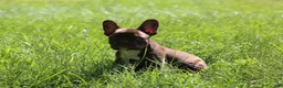 French Bulldog dogs for sale: French Bulldog 2 - Ad 4