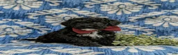 Cockapoo dogs for sale: Niall Hypoallergenic - Ad 3