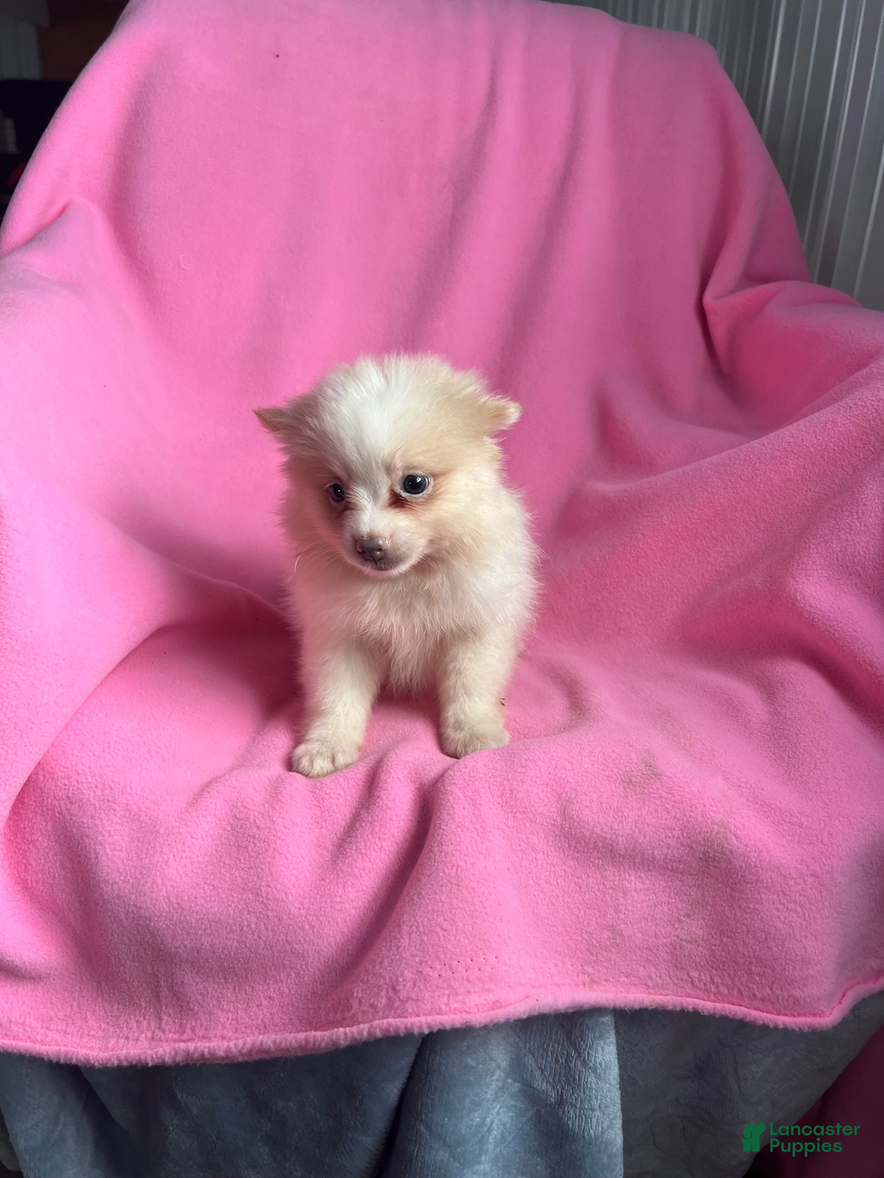 Pomeranian dogs Kia Kay - Ad 37