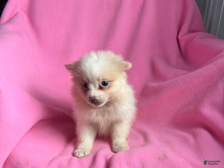 Pomeranian dogs Kia Kay - Ad 37