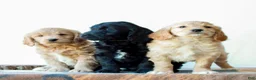 Mini Goldendoodle dogs for sale: Brooks  - Ad 4