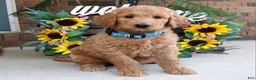 Goldendoodle dogs for sale: Rudy - Ad 5
