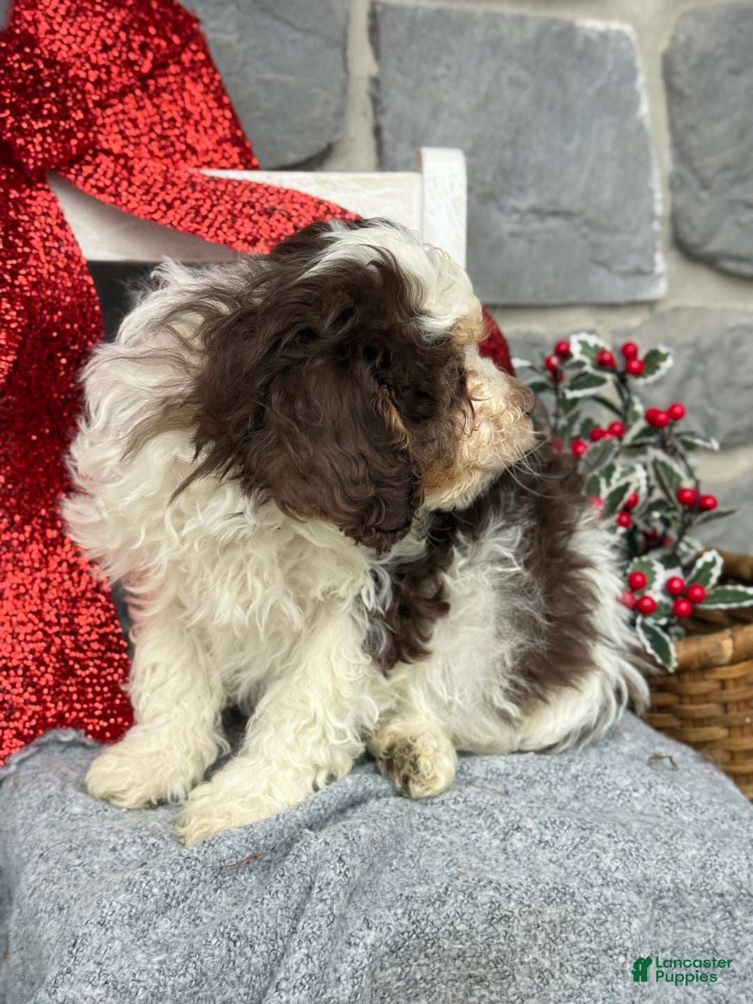 Cavapoo dogs for sale: Arlo - Ad 5