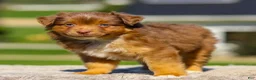 Miniature Australian Shepherd dogs for sale: Iyla - Ad 5