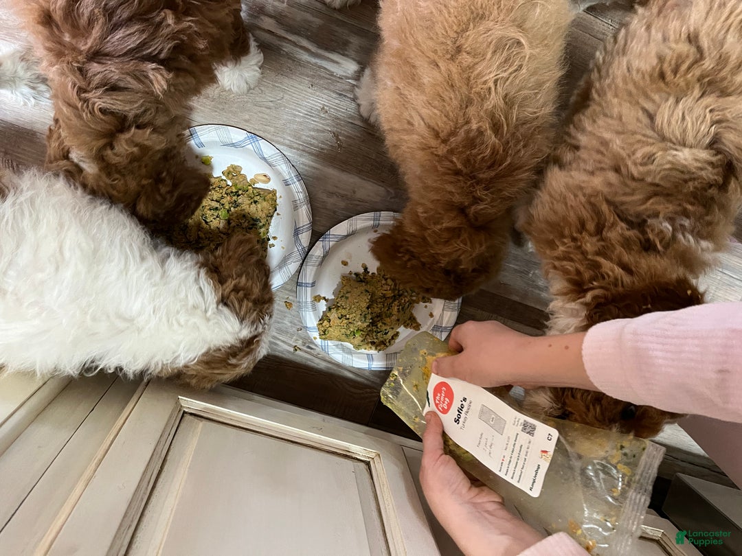 Mini Bernedoodle dogs for sale: Caramel - Ad 14