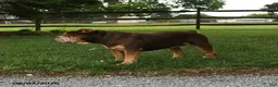 Olde English Bulldogge dogs for sale: Poncho - Ad 5