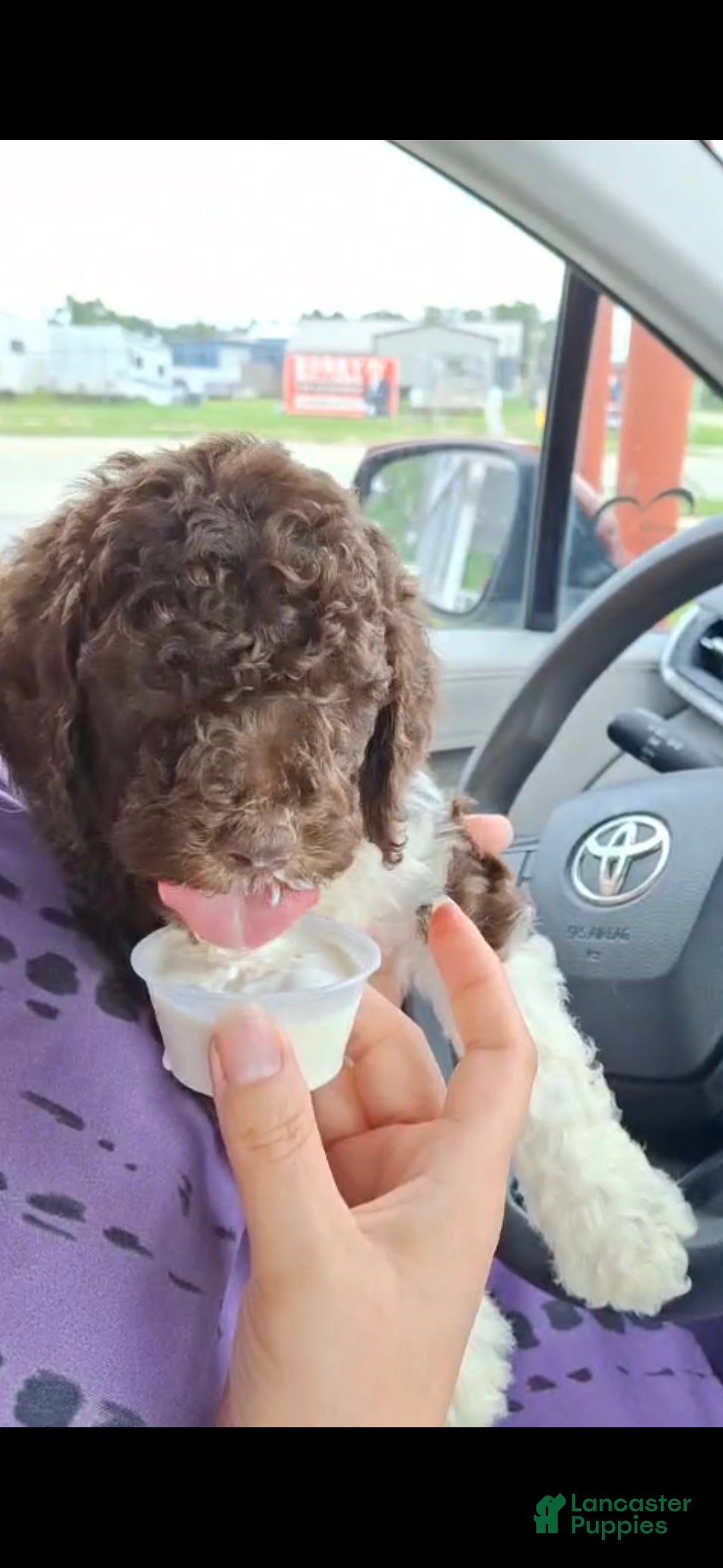 Labradoodle dogs Kiwi - Ad 3