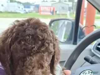 Labradoodle dogs Kiwi - Ad 10