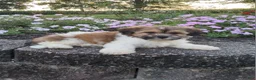 Teddy Bear dogs for sale: Casey - Ad 6
