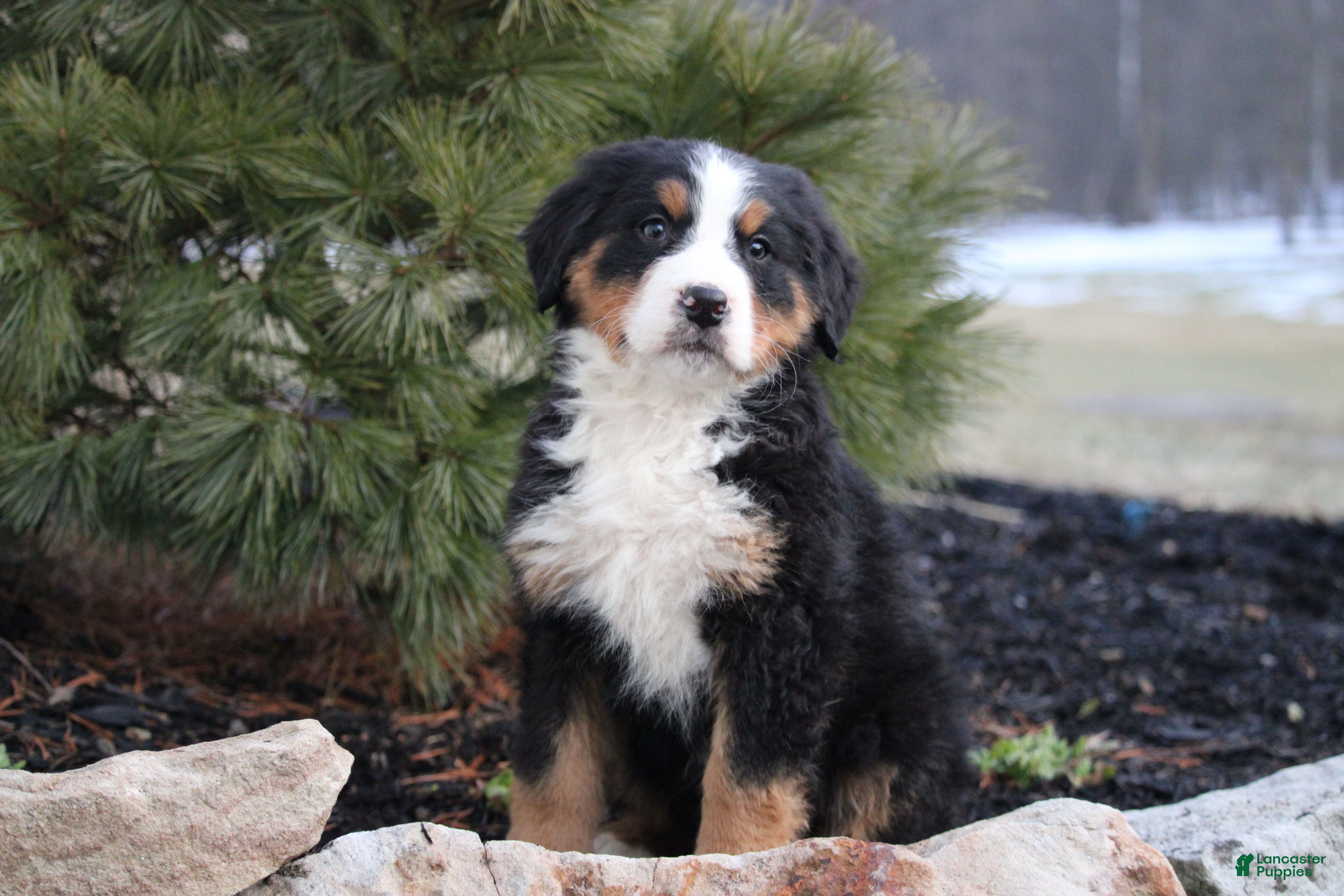 Bernese Mountain Dog dogs Bernese Mountain Dog Puppy 7 - Ad 31