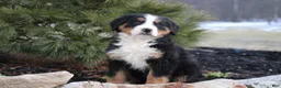 Bernese Mountain Dog dogs for sale: Bernese Mountain Dog Puppy 7 - Ad 1