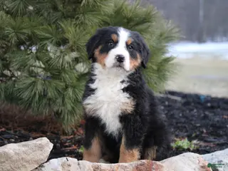 Bernese Mountain Dog dogs Bernese Mountain Dog Puppy 7 - Ad 23
