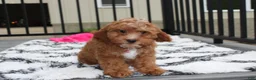 Cockapoo dogs for sale: Felicity  - Ad 4