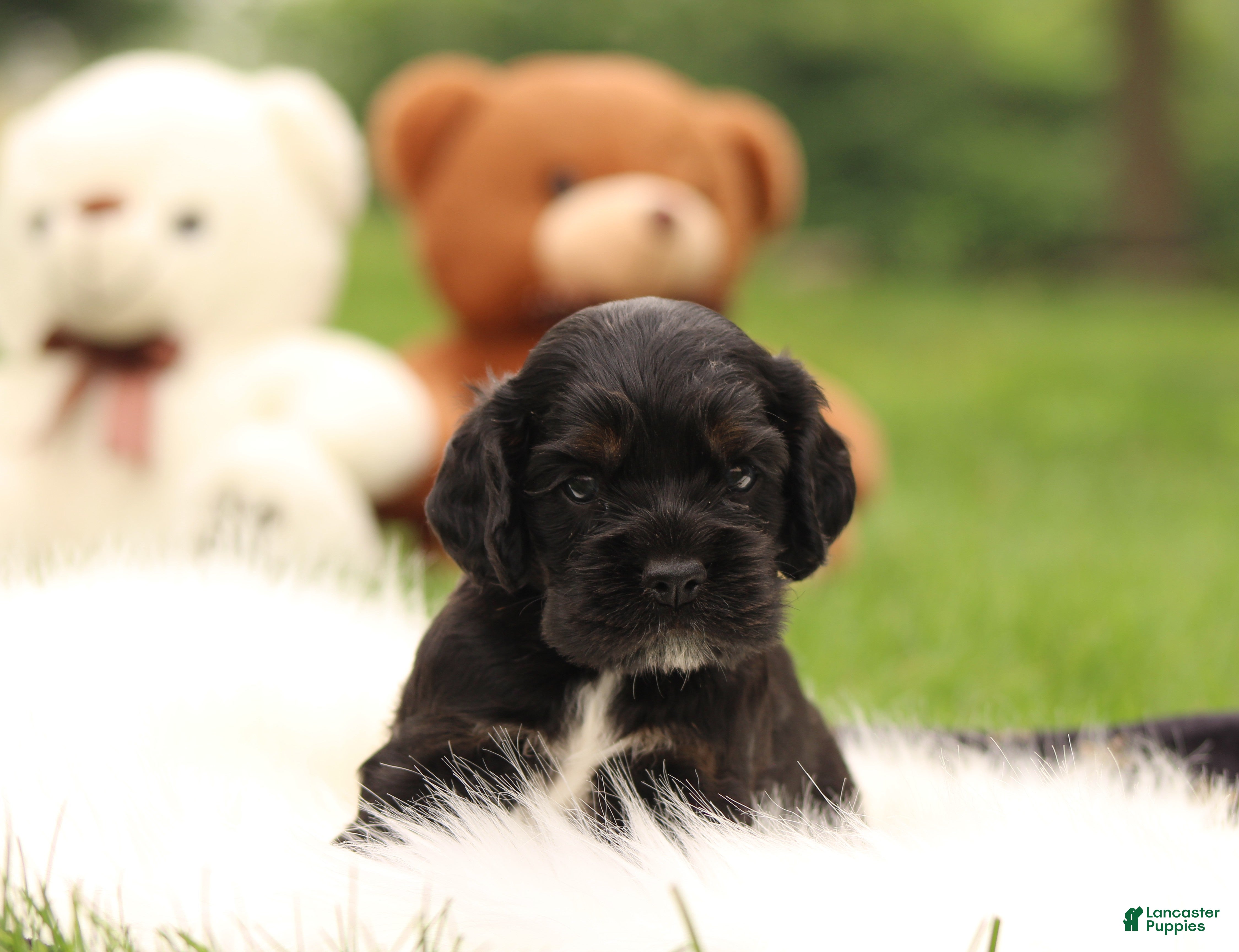 Cocker Spaniel dogs Juniper - Ad 1