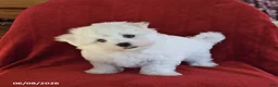 Maltese dogs for sale: Lance  - Ad 2