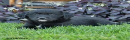 Mixed Breed dogs for sale: Cash - Ad 2