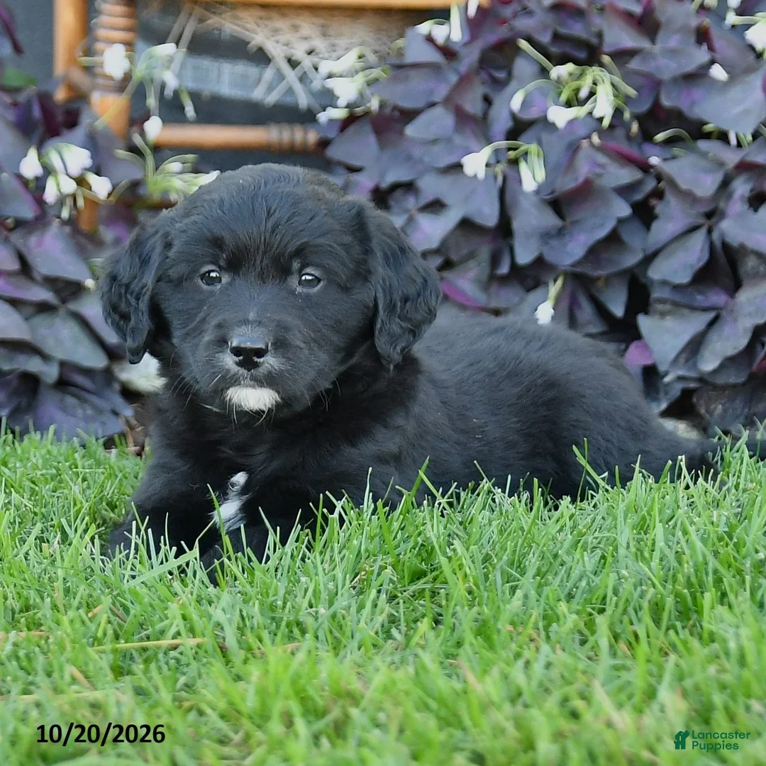 Mixed Breed dogs for sale: Cash - Ad 2