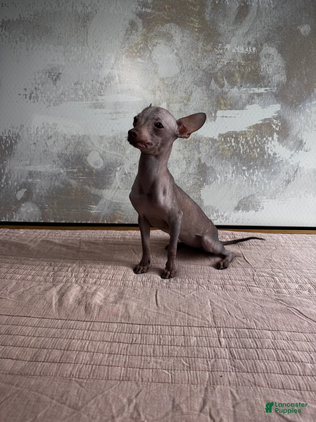 Mixed Breed dogs for sale: Cleopatra  - Ad 5