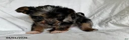 Mixed Breed dogs for sale: Kevin - Ad 4