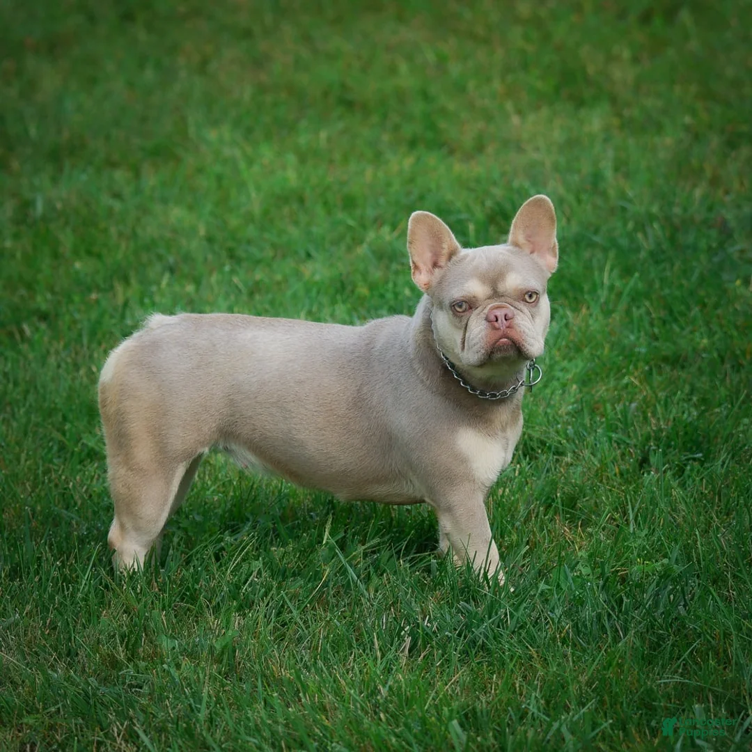 Gallery Image {{count}}