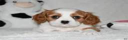 Cavalier King Charles Spaniel dogs for sale: Ulysses  - Ad 7