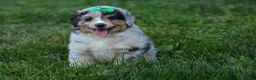Miniature Australian Shepherd dogs for sale: LANDON [ new pictures] - Ad 28