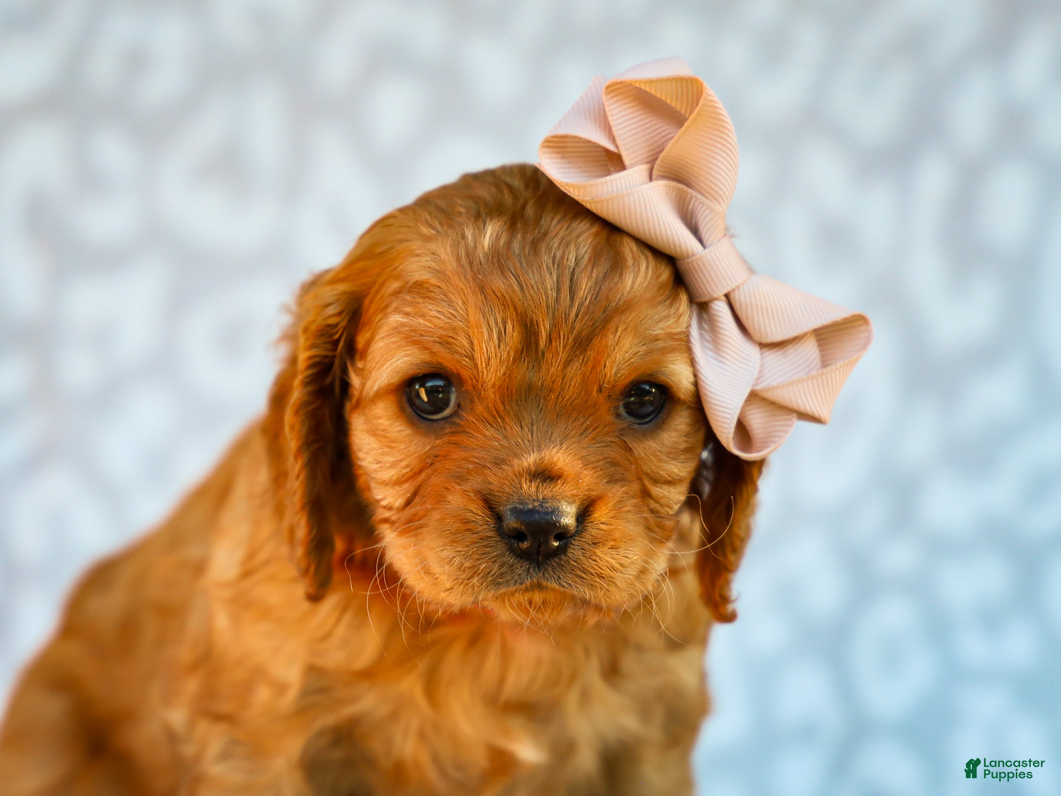 Cavapoo dogs for sale: Ethel Cavapoo Pup - Ad 1