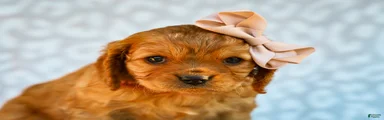 Ethel Cavapoo Pup
