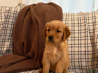 Golden Retriever dogs - Ad 9