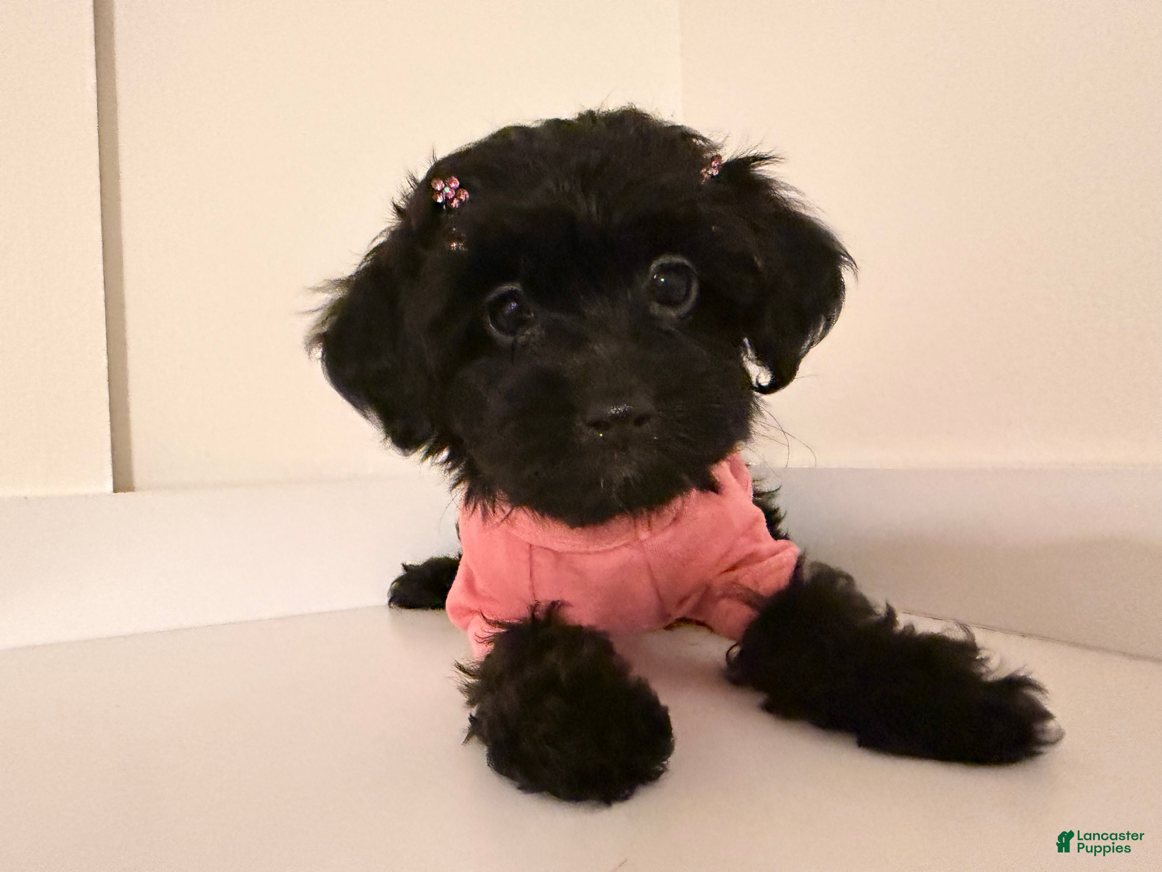 Yorkiepoo dogs for sale: Nori - Ad 2