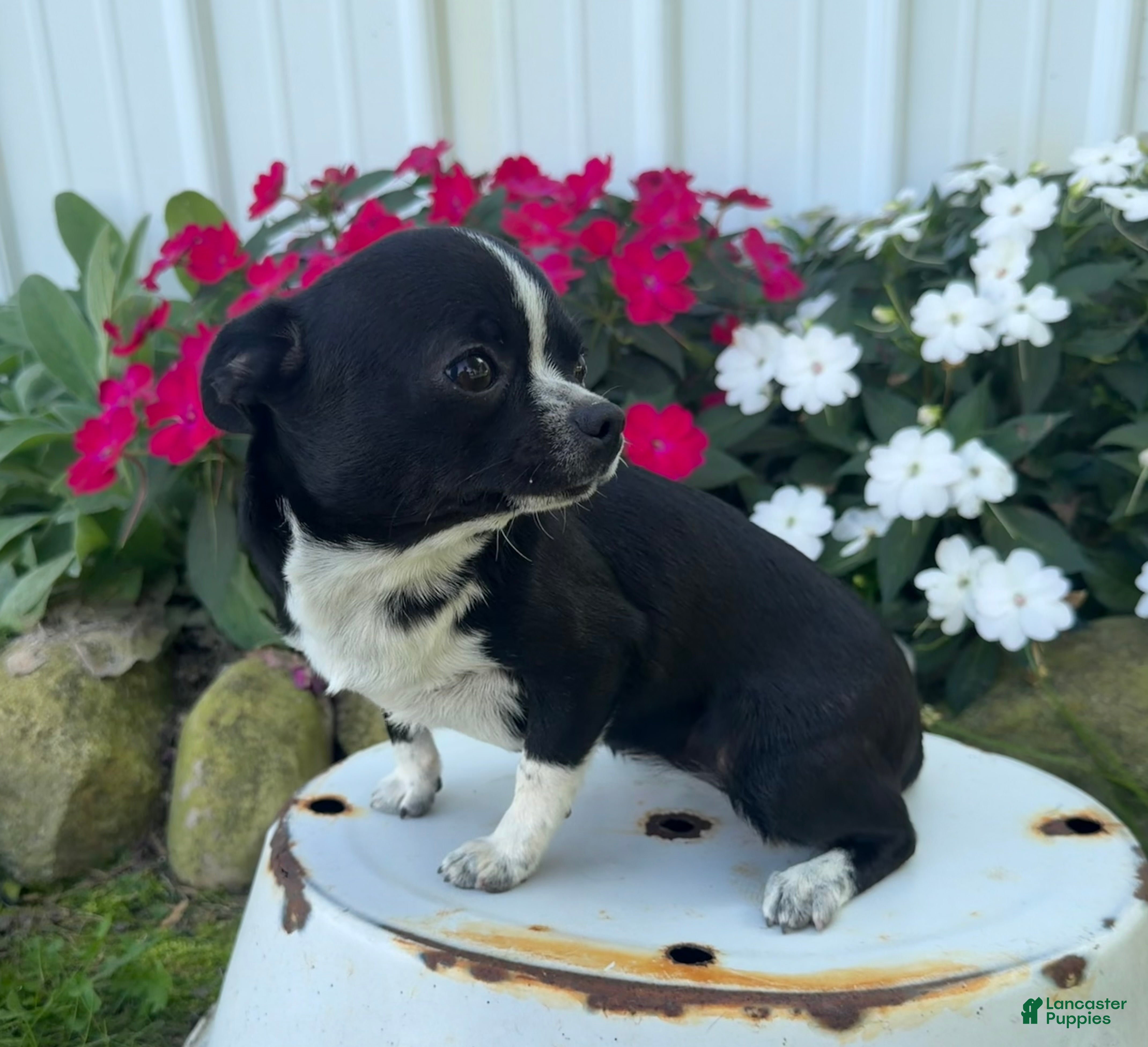 Chihuahua dogs Blackie - Ad 2