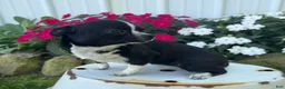 Chihuahua dogs for sale: Blackie - Ad 2