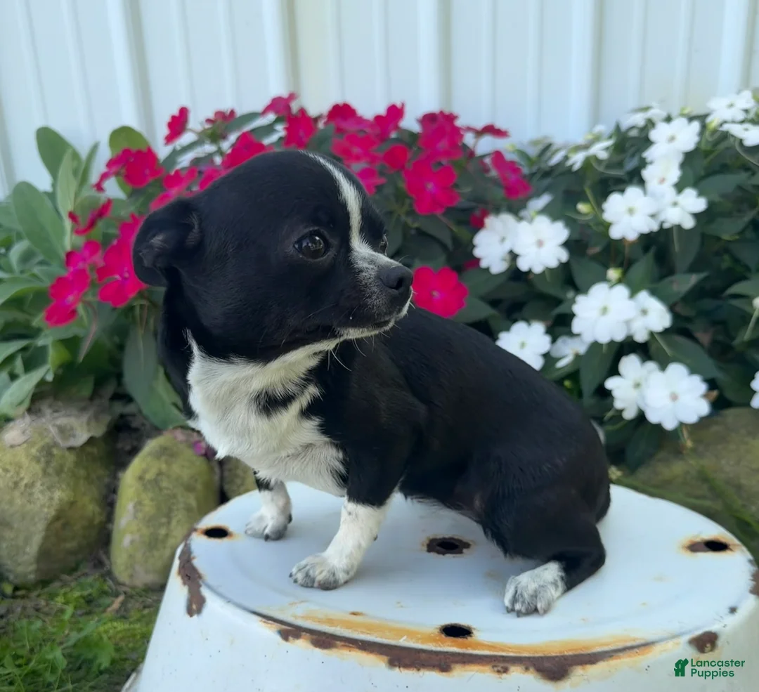 Chihuahua dogs for sale: Blackie - Ad 2