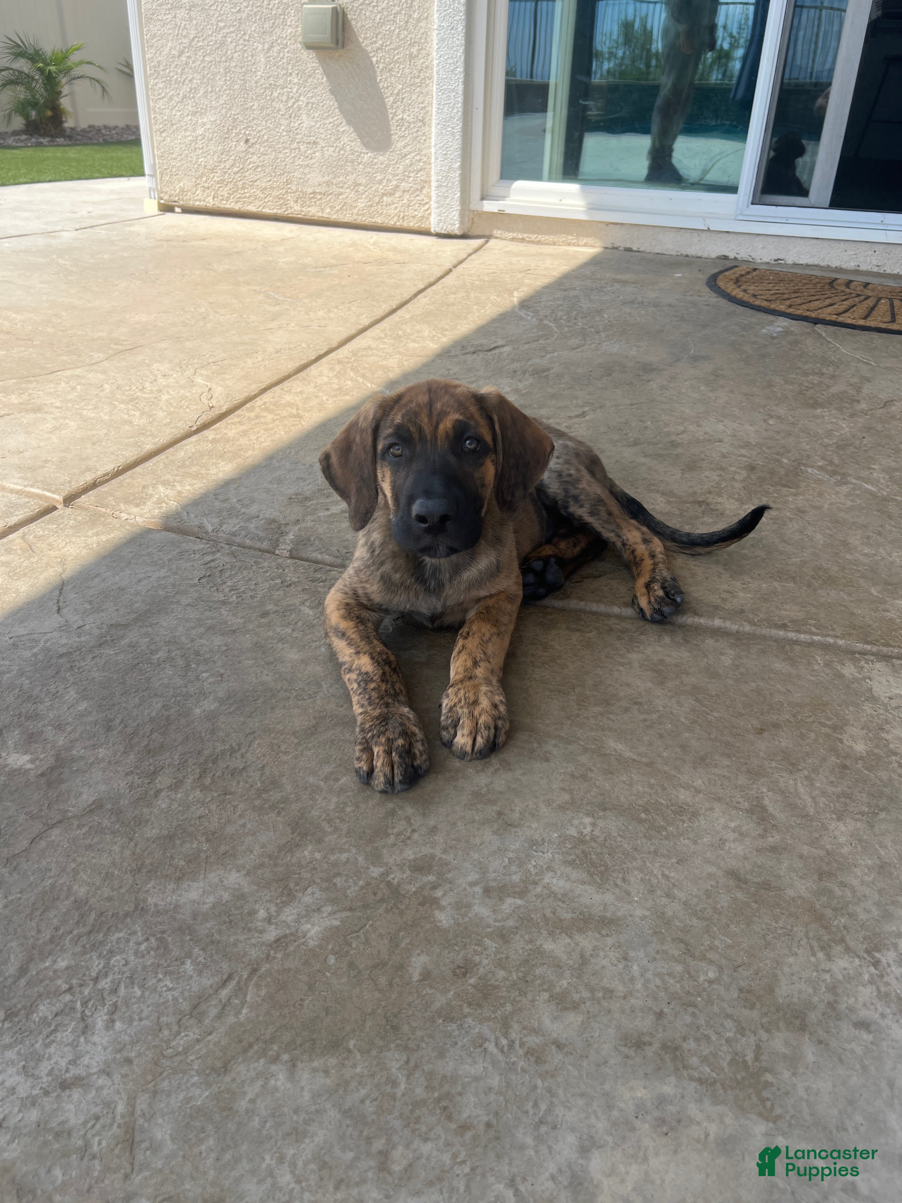 Mixed Breed dogs Mixed Breed Puppy 1 - Ad 29