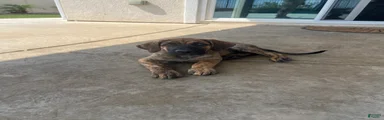 Mixed Breed Puppy 1