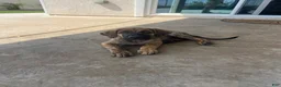 Mixed Breed dogs for sale: Mixed Breed Puppy 1 - Ad 1