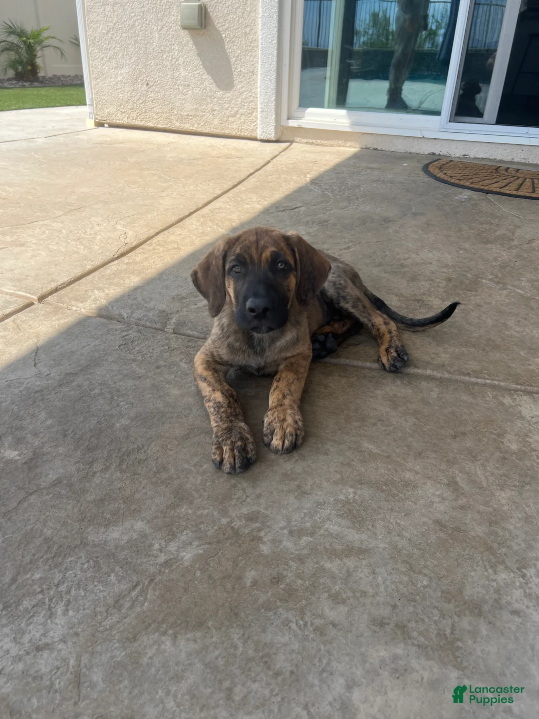Mixed Breed dogs for sale: Mixed Breed Puppy 1 - Ad 1