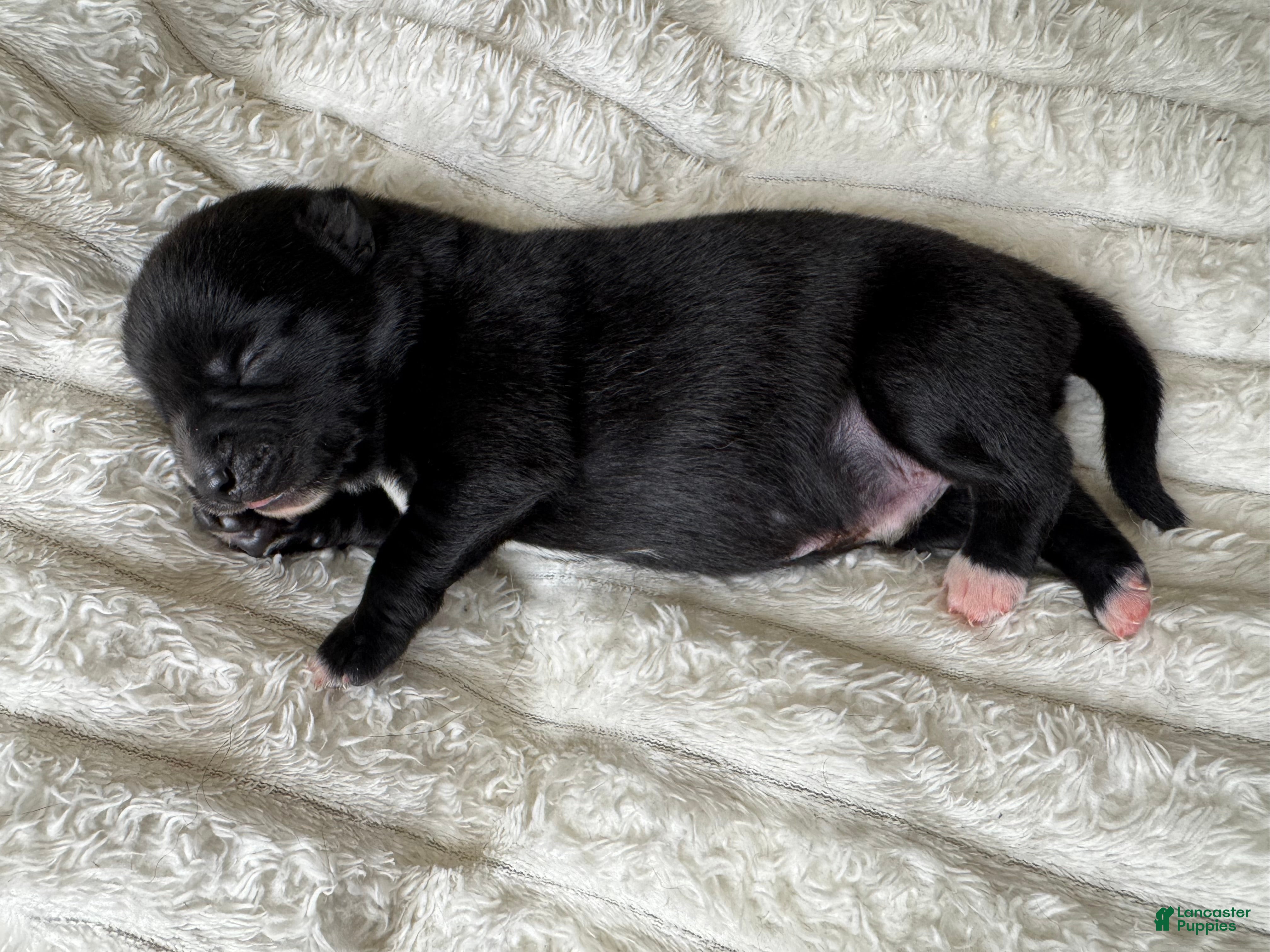 Pomsky dogs Male 2 - Ad 37